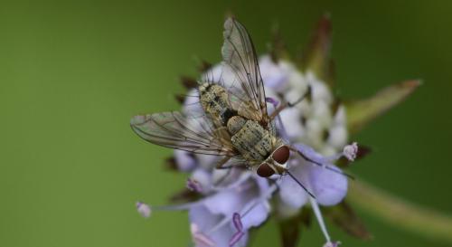 Prosena siberita